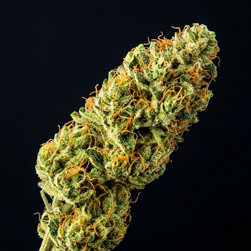 Sátiva — variedad de cannabis